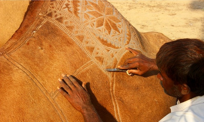 فن النقش على الإبل في مزاين باكستان